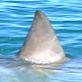 Shark Week: Shark Tagging Explained
