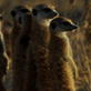 Meerkat Manor: Behind the Burrow