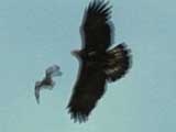 Spy on the Wild: Aerial Dogfight
