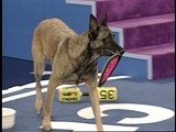 play video on Animal Planet