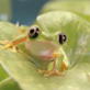 The Vanishing Frog: The Clock Is Ticking