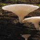 Planet Earth: Jungles: Growing Fungi