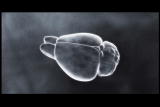 Mammals Vs. Dinos Shorts: Mammalian Brain Evolution