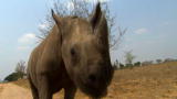 News: Poaching Endangers Black Rhinos