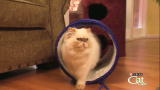 Housecat Housecall: Pancake