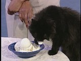Pet Star: Yasmin