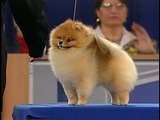 AKC/Eukanuba: Luther the Pomeranian