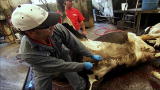 Dirty Jobs: Blown-Up Cow