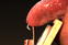 Time Warp: Tongue Trap