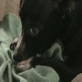 Hilarious Dogs: Doggie Pacifier