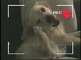 Who Gets the Dog: Diamond