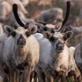 Planet Earth: Pole to Pole: Caribou Migration