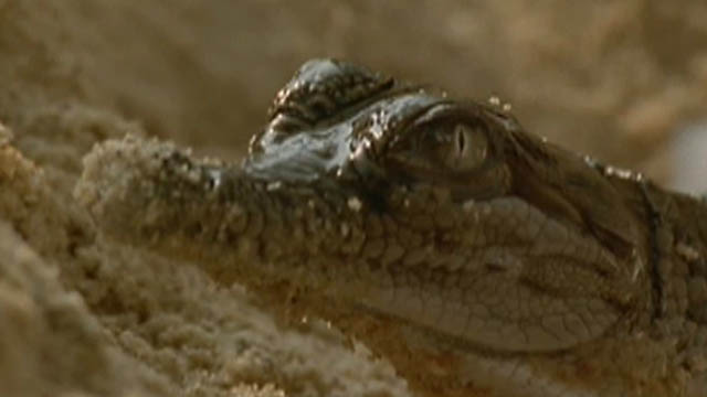 Jaws and Claws 2: Crocodile Survival