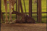 Growing Up Giraffe: Giraffe Birth