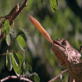 Killer Clips: Chameleon Strikes a Grasshopper