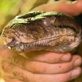 Quest: Expedition Borneo: Python Trouble