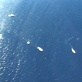 Stunt Junkies: Shark Swoop POV Cam