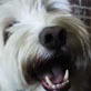 Bissell Pet Games Week 8: Eddy Green Pet Tricks