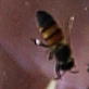 Untamed and Uncut: Killer Bees Attack Lady