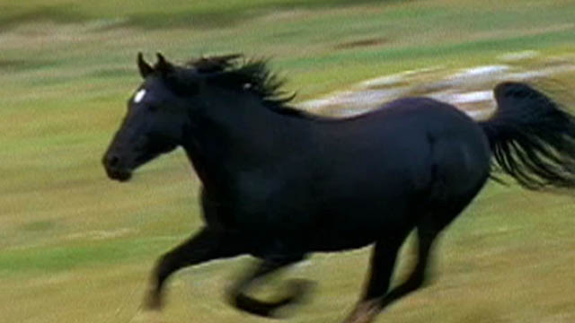 Jaws and Claws 2: Wild Horses