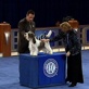 AKC/Eukanuba: Woody the Petit Basset Griffon Vendeen