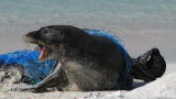 Blue August: Ocean Conservancy, Start A Sea Change