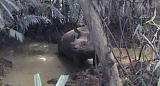 News: Rare Javan Rhinos Filmed