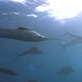 Planet Earth: Deep Ocean: Feeding Frenzy