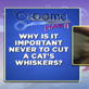 Groomer Has It: Pet Pointers - Cats