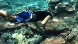 Short Attention Span Science: Tracking Coral Across the ...