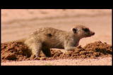 Meerkat Manor: Meerkat Foraging