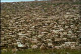 Fooled by Nature: Caribou Migration