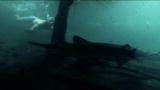 River Monsters: Swimming with Alligator Gar