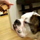 Bissell Pet Games Week 6: Balancing Act