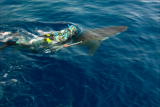 Shark: Mans Best Friend?