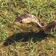 The Crocodile Hunter: Island of Snakes