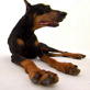 Dogs 101: Doberman