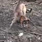 Bissell Pet Games Week 5: A Moonpie is Good for the River