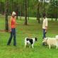 Petfinder: Introducing Dogs