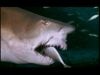 Ultimate Guide to Sharks: A Living Tooth - Replacement  ...