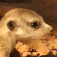 Meerkat Manor: Pains