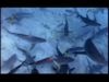 Ultimate Guide to Sharks: Shark Migration