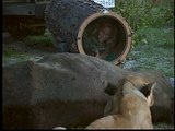 Mutual of Omaha's Wild Kingdom: Face-to-Face with Lions