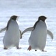 play video on Discovery Channel