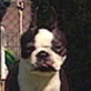 Breed All About It: Boston Terrier