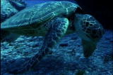 Fooled by Nature: Turtle Navigators