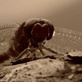 Buggin' With Ruud: Stable Flies