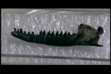 Mammals Vs. Dinos Shorts: Jurassic Mammalian Survival