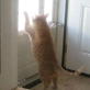 Bissell Pet Games Week 7: Daddy Let Me Out