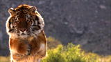 Time Warp: Tiger Jump